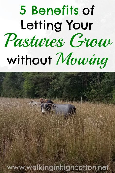 Rotational Grazing, Pasture Management, Raising Cattle, Cow Pasture, Raising Farm Animals, Vegetables To Grow, Homestead Ideas, Homestead Farm, Farm Projects