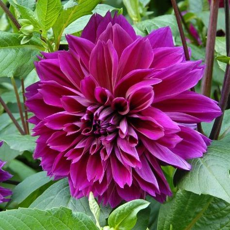 Dahlia Bulbs (Dinnerplate) "Thomas Edison" Coastal Connecticut, Green Dahlia, Dahlia Varieties, Dahlia Bulbs, Purple Dahlia, Tall Plant, White Flower Farm, Growing Dahlias, Rare Seeds