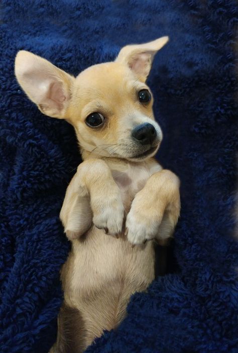 My gorgeous dear headed chihuahua Biscuit Deerhead Chihuahua, Dog Talking, Downward Dog Yoga Pose, Dear Headed Chihuahua, Downward Dog Yoga, Dear Head Chihuahua, Dog Communication, Min Pins, Feeling Scared