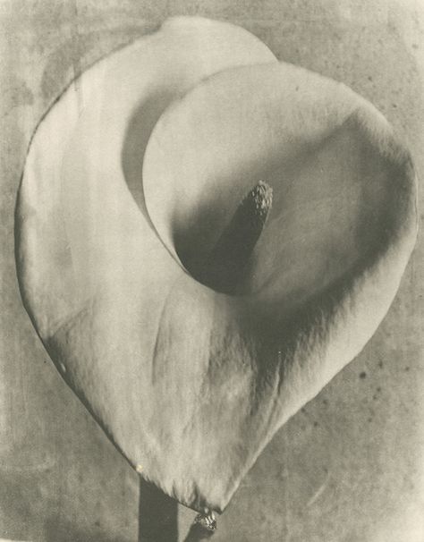 Tina Modotti, Karl Blossfeldt, Edward Weston, Diego Rivera, Aesthetic Movement, Bnw Photography, Man Ray, Art Business, Calla Lily