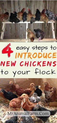 Chicken Run Toys, Chicken Math, Raising Turkeys, Chicken Flock, Portable Chicken Coop, Backyard Chicken Farming, Chicken Life, Chicken Run, Best Chicken Coop