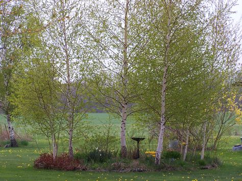 Copse of birches--Spring Tree Landscaping, Birch Trees Landscaping, Tree Interior, Planting Ideas, Potted Trees, Silver Birch, Side Yard, Birch Tree, Native Plants