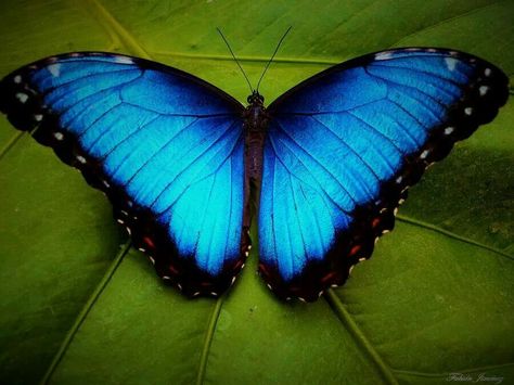 Beautiful butterfly Blue Morpho, Blue Butterflies, Blue Butterfly, Butterflies, I Hope, Green, Blue