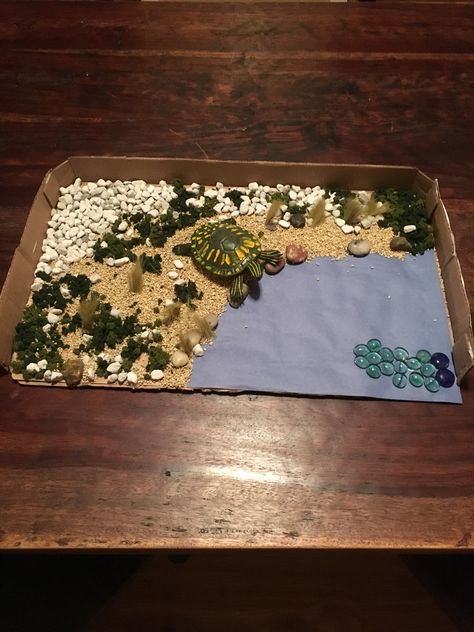 Yellow-bellied slider turtle habitat diorama Turtle Habitat Projects For Kids, Habitat Diorama Ideas For Kids, Sea Turtle Diaroma, Turtle Diorama Project, Turtle Diorama, Ocean Habitat Diorama School Projects, Sea Turtle Diorama, Tiger Diorama Habitat, Turtle Cage