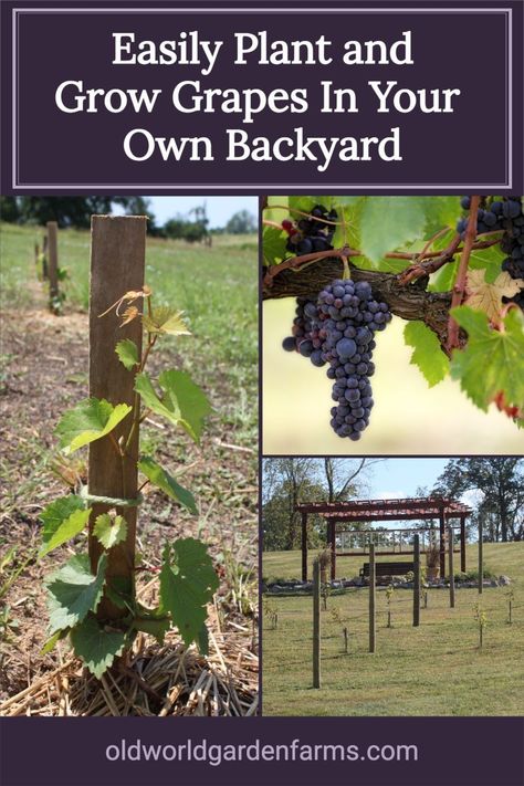 Planting Grapes Trellis, How To Start A Grape Vine, How To Plant Grape Vines, How To Train Grape Vines, Planting Grapes How To Grow, Trellis Ideas For Grape Vines, How To Care For Grape Vines, Growing Concord Grapes, Planting Grape Vines