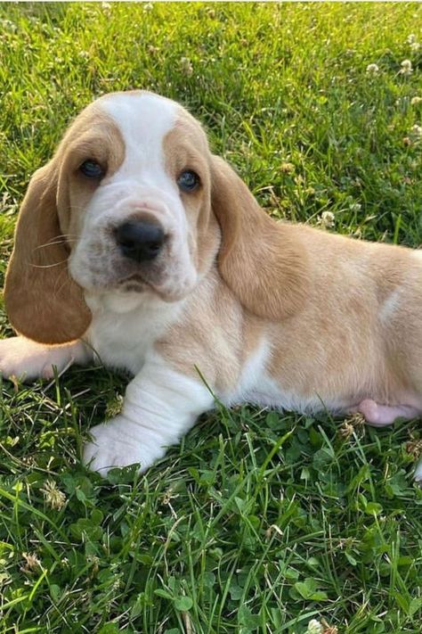 cute basset hound puppy Bassett Hound Puppies, Miniature Basset Hound, Baby Basset Hound, Basset Hound Puppies, Hound Dog Puppies, Basset Puppies, Wrinkly Dog, Baby Beagle, Hound Dog Breeds