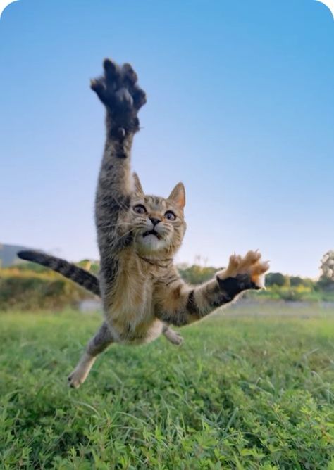 Cat About To Pounce, Cat Jumping, Jumping Cat, Cat Attack, Cat Anatomy, Cat Run, Cat Reference, Cat Shedding, Cat Pose