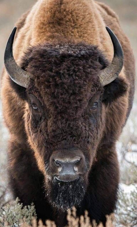 Bison Pictures, Buffalo Pictures, Bison Photography, Bison Photo, Buffalo Painting, Buffalo Animal, Bison Art, Wild Animals Photography, Late November