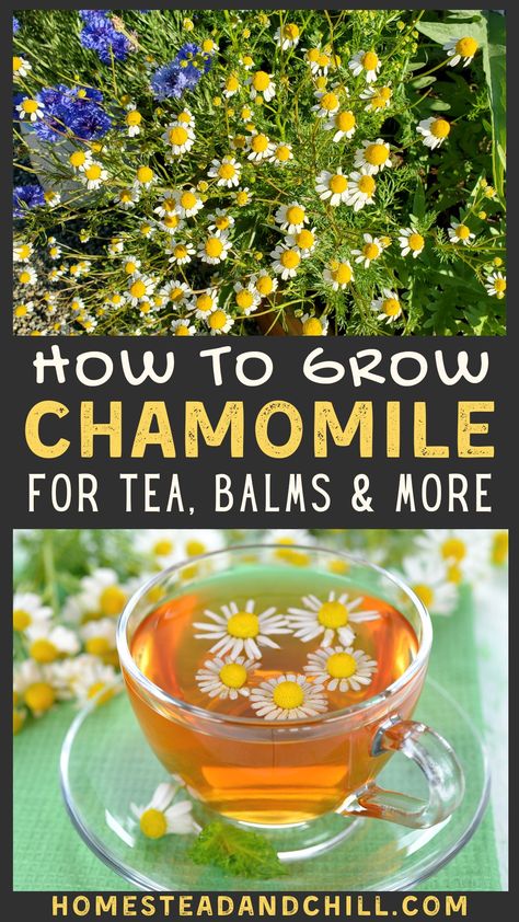 Chamomile is a wonderful medicinal herb and companion plant for your garden! Come learn how to grow chamomile from seed or seedlings - including the various types, medicinal benefits, and how to harvest, dry, and use it for tea, balms and more! #chamomile #herbgarden #gardening Growing Chamomile, Grow Chamomile, Chamomile Tea Benefits, Chamomile Growing, Chamomile Seeds, Organic Flowers, Chamomile Plant, Digestive Aid, Perfect Cup Of Tea