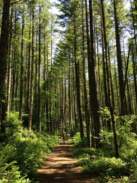 Isha "core", Hiking Forest Aesthetic, Forest Hiking Aesthetic, Washington State Hiking, Summer In Washington State, Seattle Summer Aesthetic, Things To Do In Washington State, Seattle Forest, Hiking Seattle