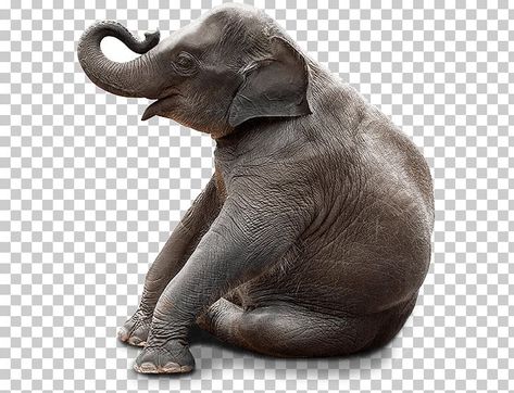 Elephant Sitting, Bench Chair, Elephants Photos, Murals For Kids, African Elephant, Cute Dog, Dog Breed, Animals And Pets, Mammals