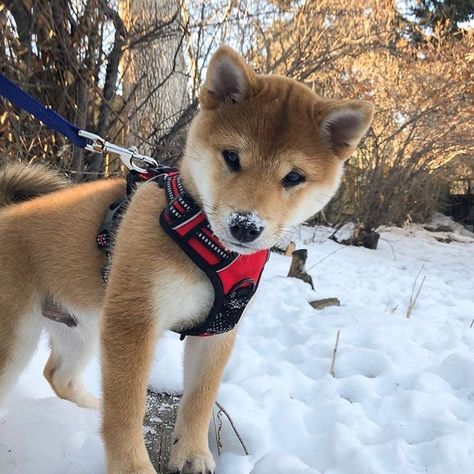 Shiba Inu Aesthetic, Inu Shiba, Cute Puppy Breeds, Shiba Inu Puppy, Akita Inu, Shiba Inu Dog, Cute Dog Pictures, Pretty Dogs, White Dog