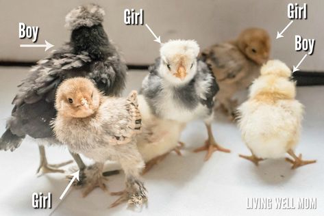 Silkie Chickens Baby, Rooster Vs Hen, Chickens For Beginners, Silkie Rooster, Chicken Facts, Bantam Chickens, Day Old Chicks, Fancy Chickens, Chicken Feeders