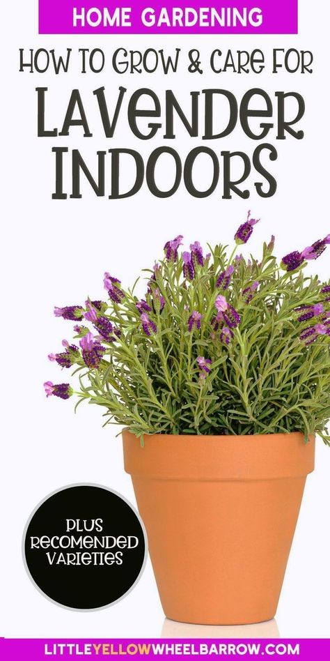 Experience the joy of growing stunning lavender flowers indoors with our practical guide designed for all plant enthusiasts. Learn the art of caring for your lavender plant, from selecting the right container to ensuring proper drainage. This article empowers you to create a thriving indoor garden oasis with the delightful addition of lavender flowers, bringing nature's beauty into your home with the simple pleasure of cultivating this beloved plant. Lavender Plant Care Indoor, Grow Lavender Indoors, Lavender Plant Indoors, Indoor Lavender, Growing Lavender Indoors, Indoor Lavender Plant, Lavender Plant Care, Best Herbs To Grow, Potted Lavender