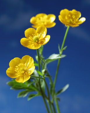 buttercup, buttercup flower, buttercup flowers Bittersweet Plant, Buttercup Flowers, Wildflower Wedding Bouquet, Buttercup Flower, Wild Flower Meadow, Pendant Tutorial, Abstract Floral Art, Wildflower Garden, Airbrush Art