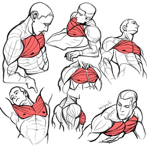 Anatomía artística, músculos pectorales Male Figure Drawing, Anatomy Tutorial, Human Anatomy Drawing, Human Figure Drawing, Human Anatomy Art, Anatomy Sketches, Anatomy For Artists, Body Reference Drawing, 캐릭터 드로잉