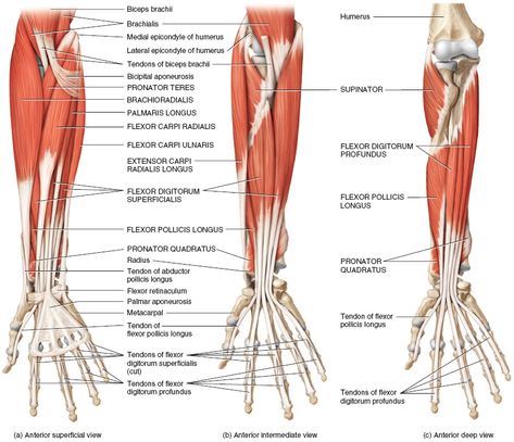 Forearm Muscles: Origin, Insertion, Nerve Supply & Action » How To Relief Forearm Muscle Anatomy, Forearm Anatomy, Human Anatomy Picture, Respiratory System Anatomy, Human Muscular System, Human Muscle Anatomy, Foot Reflexology Massage, Anatomy Bones, Forearm Muscles