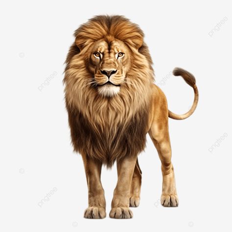 a lion full body clear details 4k real view lion 3d lion king png Lion Full Body, Png King, King Png, 3d Lion, Painting Inspo, A Lion, Lion King, Full Body, Lion