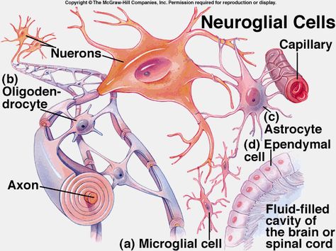 Nervous System Physiology, Cell Biology Notes, Nervous System Anatomy, Glial Cells, Neurological System, Human Body Unit, Medicine Studies, Brain Anatomy, Ap Biology