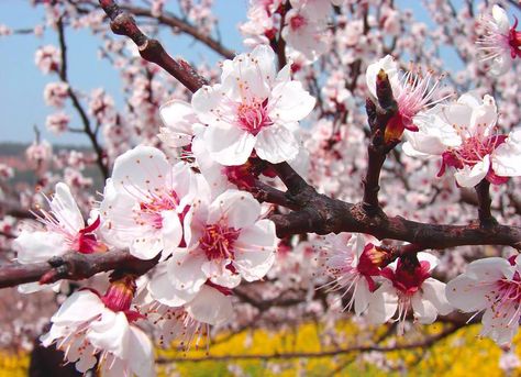 blooming-apricot-valley-yili-china-28 Peach Blossom Tree, Apricot Blossom, Cherry Blossom Flowers, Whimsical Decor, Peach Blossoms, Spring Blossom, Blossom Flower, Flowers Nature, Garden Paths