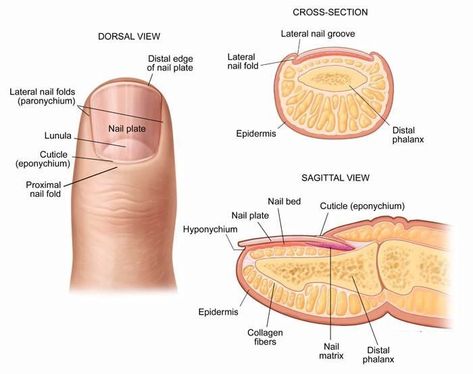 7 Best Nail Care Facts Healthy Fingernails, Groomed Nails, Nail Disorders, Toenail Health, Nail Tech School, Fungal Nail, Nail Care Tips, Nails Only, Nail Bed