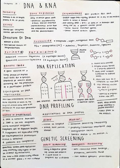 aesthetic notes | Medical school inspiration, Medical school essentials, Nurse study notes Higher Biology Notes, Biology Notes Dna Rna, Dna Notes Biology Aesthetic, Dna Aesthetic Notes, Neurobiology Notes, How To Study For Microbiology, Genetics Aesthetic Notes, Dna And Rna Notes, Dna Rna Notes