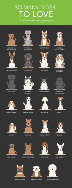 What Kind Of Dog, Kinds Of Dogs, Best Dog Breeds, Types Of Dogs, The Stage, The Dog, Best Dogs, A Dog, Dog Breeds