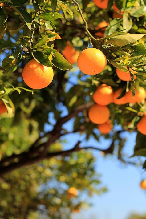 Orange Tree  Nature Photo Print  Size 8x10 5x7 by MermaidSightings Tattoo Plant, Photo Print Sizes, Fruit Photography, Trendy Tree, Orange Aesthetic, Tree Photography, Orange Tree, Fruit Garden, Tree Drawing