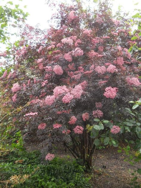 Sambucus Nigra Black Lace, Black Lace Elderberry, Elderberry Tree, Sambucus Nigra, Garden Shrubs, Woodland Garden, Garden Trees, Small Trees, Flowering Trees