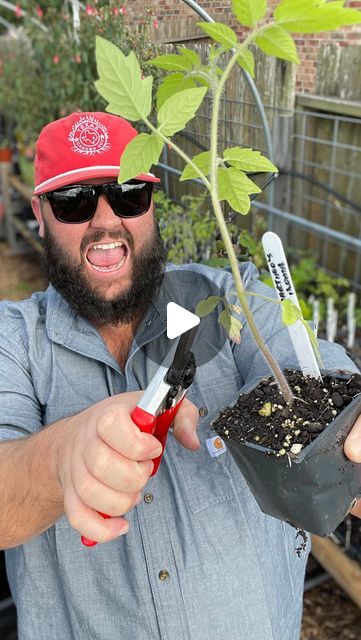 Destin Noak on Instagram: "Tips for Growing More Tomatoes in 2024!" Tomato Tree, Pruning Tomato Plants, Growing Tomato, Tips For Growing Tomatoes, Texas Garden, Growing Tomato Plants, Big Tomato, Garden Boxes Diy, Growing Tomatoes In Containers