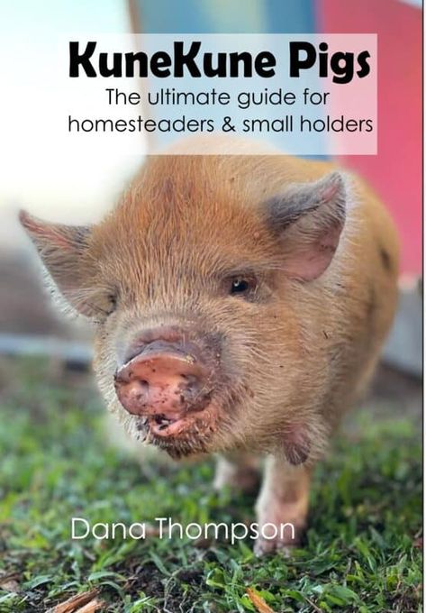 The 5 Best Farm Animals for Beginners to Raise Raising Cows, Juliana Pigs, Kunekune Pigs, Pig Hooves, Lifestyle Block, Kune Kune Pigs, Laying Chickens, Pig Feed, Raising Pigs