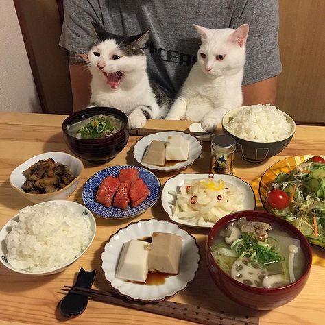 Japanese Couple Captures Every Time Their Cats Watch Them Eat Japanese Couple, Cat Watch, Japanese Cat, Two Cats, Cat Owners, Cat Food, Crazy Cat Lady, 귀여운 동물, Beautiful Cats