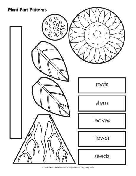 Plants Kindergarten, Plant Lessons, Plants Worksheets, Kindergarten Assessment, Plant Parts, Plants Unit, Plant Activities, 1st Grade Science, First Grade Science