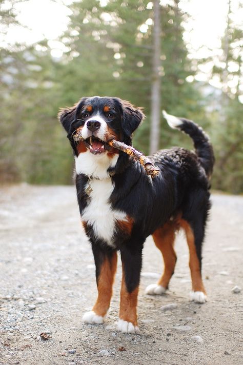 Bernese Mountain Dog St Bernese Mountain Dog, Golden Mountain Dog, Burnese Mountain Dog, Burmese Mountain Dogs, Bernese Dog, Golden Mountain, Bernese Mountain Dog Puppy, Big Dog Breeds, Dog Poses