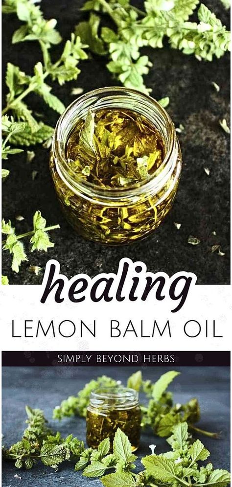 Healing lemon balm oil is soothing and promotes skin healing. It may also help with cold sores. This oil is made by macerating dried or wilted lemon balm leaves in carrier oil for several weeks. The cold maceration process releases the oil-soluble compounds into the carrier oil, resulting in a potent healing oil. Learn how to use this oil for various skin issues. Find more natural herbs, DIY body care, natural remedies, and Herb Recipes at simplybeyondherbs.com. Lemon Balm Oil Uses, Lemon Balm Oil How To Make, Lemon Balm Salve Recipe, Drying Lemon Balm, Lemon Balm Benefits, Lemon Balm Uses, Lemon Balm Oil, Lemon Balm Recipes, Lemon Balm Essential Oil