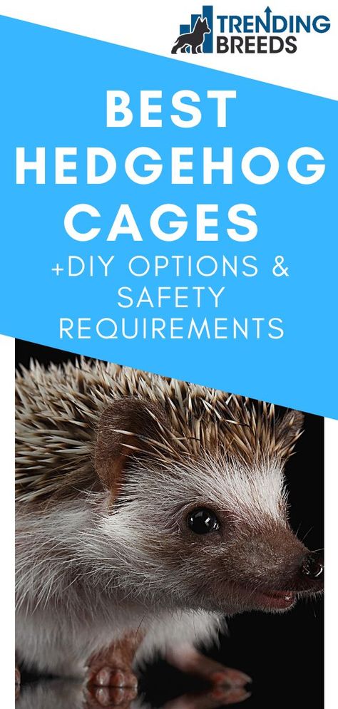 Hedgehog Enclosure Diy, Hedgehog Habitat Diy, Diy Hedgehog Cage Ideas, Hedgehog Toys Ideas, Aesthetic Hedgehog Cage, Hedgehog Cage Setup, Hedgehog Habitat Ideas, Diy Hedgehog Cage, Pygmy Hedgehog Cage