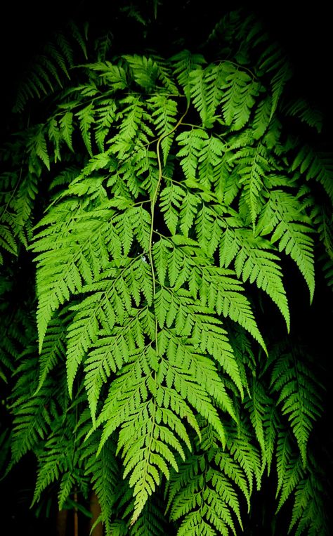 Green, plant, fern, lush garden, tropical garden Giant Fern, Mythical World, Fern Leaves, Fern, Plant Leaves, Plants, Leather