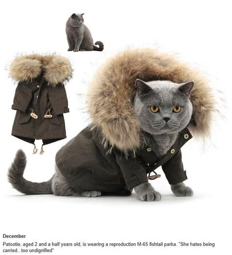 =O Cat Calendar, Cat Model, Modern Pet, Cat Fashion, Pet Fashion, Cat Clothes, Zulu, Crazy Cat Lady, Crazy Cats