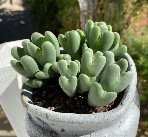 Heart Succulent, Black Succulents, Coral Cactus, Opuntia Microdasys, Balcony Plants, Succulents In Containers, Small White Flowers, Mini Succulents, Drought Tolerant Plants