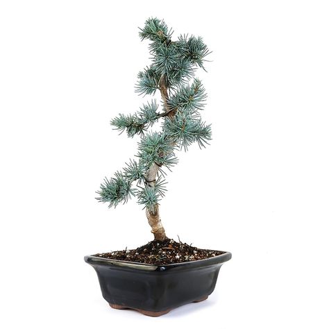 Cedar Bonsai, Bonsai Fertilizer, Blue Atlas Cedar, Atlas Cedar, Silvery Blue, Bonsai Pots, Tree Shapes, Bonsai Tree, Blue