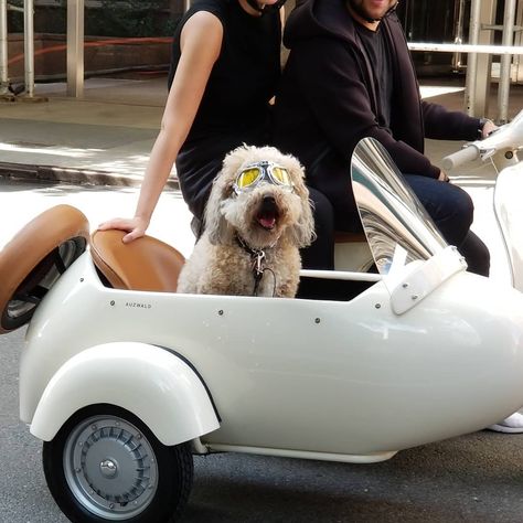 Biking With Dog, Kentucky Wedding, Scooter Girl, Vintage Motorcycle, Car Girls, Sidecar, Girl And Dog, Dog Sitting, My Ride