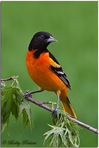 Baltimore Orioles Birds, Oriole Bird, Baltimore Oriole, Most Beautiful Birds, Kinds Of Birds, Nature Birds, Backyard Birds, Bird Pictures, All Birds