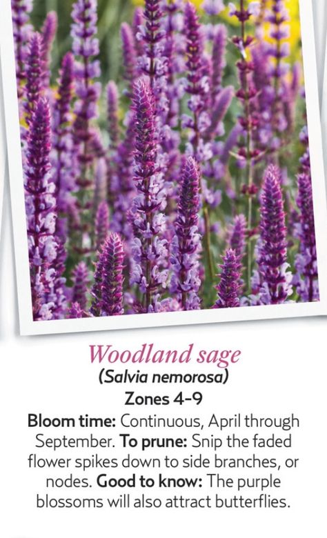 Woodland sage Sage Benefits, Woodland Sage, Front Landscaping, Plants Garden, Flower Spike, Attract Butterflies, Flowers Perennials, Perennial Plants, Backyard Ideas