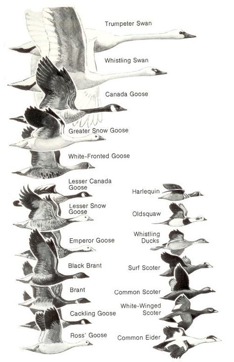 Ducks at a Distance (1 of 2): A Waterfowl Identification Guide by Hines, Robert W. (TAG:LINK=>ARCHIVE.ORG; PUBLIC DOMAIN) Tactical Crossbow, Duck Identification, Hunting Crossbow, Goose Hunting, Crossbow Hunting, Bird Identification, Waterfowl Hunting, Hunting Life, Hunting Tips