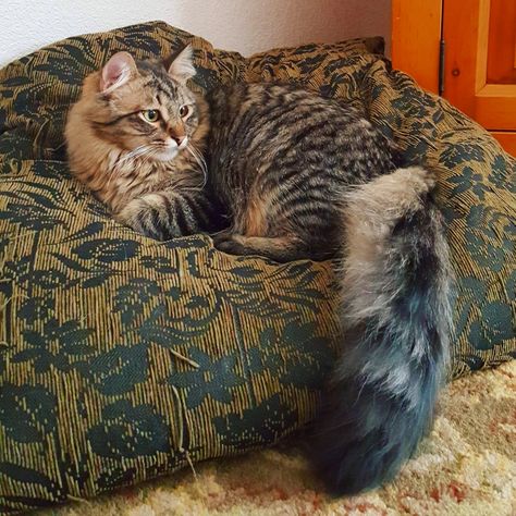 Guapo, long haired tabby cat lounging. That tail! Long Hair Tabby Cat, Long Haired Tabby Cat, Cat Lounging, Long Hair Cat, Long Haired Cats, Witch Cat, Animal Pics, Brown Aesthetic, Cat Cat