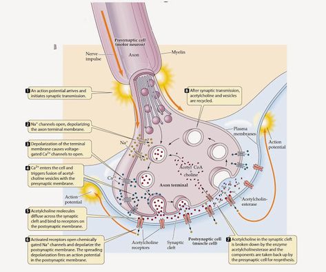 Biolearnspot: The Synapse and mechanism of synaptic transmission. Nervous System Anatomy, Neuromuscular Junction, Mcat Study, Medicine Notes, Brain Anatomy, Biology Lessons, Medical School Studying, Biology Notes, Human Anatomy And Physiology