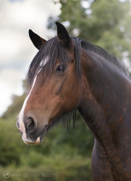 www.corawade.com - pet & equine photography Horse Horse Reference Photos Head, Horse Headshot Photography, Horse Face Photography, Horse Head Photography, Clysdale Horses, Horse Drawing Ideas, Horses To Draw, Brown Horses, Quarter Horse Stallion