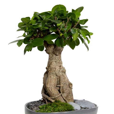 Ficus Ginseng - LiveTrends Design | Living. Design. Ficus Ginseng Bonsai, Ficus Ginseng, Ficus Microcarpa, Indoor Bonsai, Living Art, Interior Plants, Natural Art, Gorgeous Gardens, Garden Trees