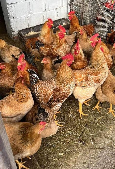 Poultry Farm Design, Poultry Breeds, Beautiful Chickens, Farm Lifestyle, Chicken Garden, Photo To Cartoon, Poultry Farm, Chickens And Roosters, Farm Design