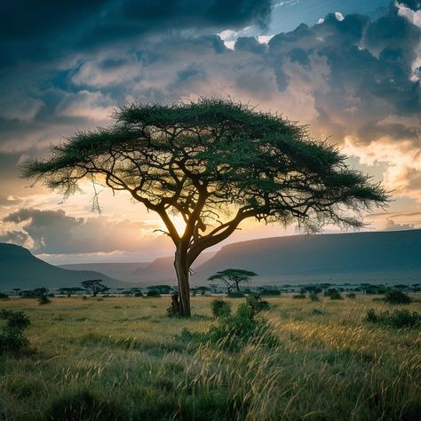 Tanzania's Landscapes: A Symphony of Nature Tanzania's landscapes are a breathtaking canvas painted with the vibrant hues of the wild. Among these natural masterpieces, the iconic acacia trees stand tall, their silhouettes etching the skyline of the savannah. These trees are not just a symbol of the Tanzanian wilderness but also a vital part of the ecosystem, providing shade and sustenance to a myriad of wildlife. From the rolling plains of the Serengeti to the majestic backdrop of Kilimanja... Savannah Tree, Savannah Landscape, Giraffe Facts, Acacia Tree, Inspiration Painting, Safari Adventure, Scenery Nature, Design Board, Big Tree